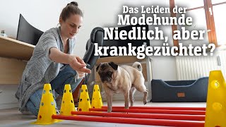 Das Leiden der Modehunde Niedlich aber krankgezüchtet SPIEGEL TV für ARTE Re [upl. by Annavoig]