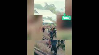 Why Are Wild Boar Attacks So Dangerous 2 Man Kill By WILD BOAR in KENECHENSU villagetrending [upl. by Aicinod]