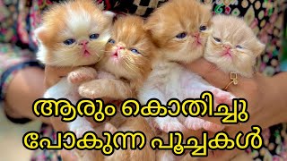 ആരും സ്വന്തമാക്കാൻ കൊതിക്കുന്ന പൂച്ചകൾmachambeeZzcute kittens [upl. by Avehsile]