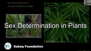 Sex Determination in Plants Biology Lecture  Sabaqpk [upl. by Helbonnah660]