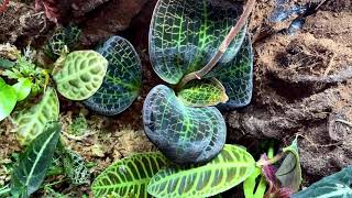 My Tropical Terrarium  Begonia darthvaderiana Labisia Turtle Back Labisia Raui and more [upl. by Ellwood]