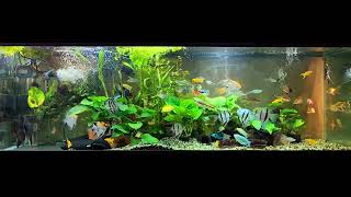 angelfish community tank [upl. by Lawrenson]