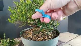 Making a Boxwood Bonsai Tree Harlandii Boxwood [upl. by Seldan]