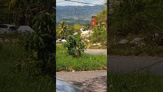 Hills of Mandeville Jamaica [upl. by Curren]