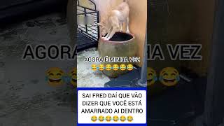 CACHORRO DENTRO DO BARRIL CHEIO DE ÁGUA 😱😱😱 [upl. by Aerdnaeel]