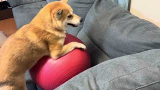 Shiba Inu doing exercise with yoga ball on sofa柴犬はソファーに運動してる時｡shiba 柴犬 dog doge japan life [upl. by Barimah]