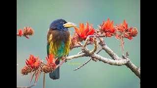 Himalayan Great Barbet  Beautiful bird of Himalayas  Territory amp alarm calls  Diet amp Foraging [upl. by Ailet]