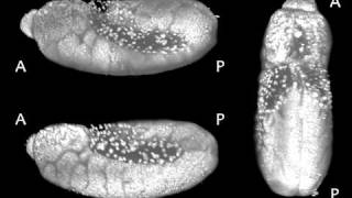 Drosophila Embryogenesis [upl. by Akilaz]