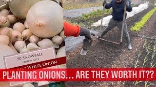 PLANTING ONION SETS  are onions worth it  regenerative farming UK  Jan 2022 [upl. by Elleuqar]