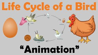 BIRD LIFE CYCLE  Animation [upl. by Nylrats]