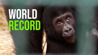 Howletts Wild Animal Park Announce World Record Which Will Almost Certainly Never Be Broken [upl. by Llertnom959]