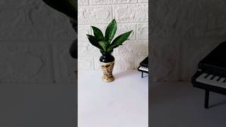 sansevieria plant indoor plants diy plants indoorplanting snakeplant shorts [upl. by Melnick]