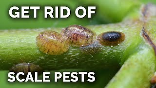 The COMPLETE Guide to Getting Rid of Scale Insects [upl. by Papageno]