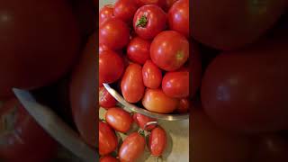 CANNING TOMATOES shorts homestead garden gardenerlife gardenbeds [upl. by Suoiradal]