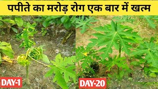 पपीते का मुरोडिया रोग होगा दूर  How To Take Care Of Papaya Plant  Home Garden [upl. by Hunger90]