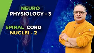 MBBS First Year  Neuro Physiology  Spinal Cord Nuclei  2  Dr Sachin Kapur  AIIMS [upl. by Arimlede560]