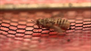 Female Tsetse Fly Feeding 3 [upl. by Annay]