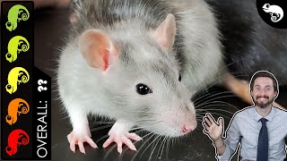 Rat The Best Pet Mammal [upl. by Montana880]