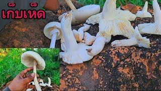 เก็บเห็ดที่ป่าได้ดอกสวยมากครับเห็ดไคและเห็ดระโงก ชื่อวิทยาศาสตร์Russula virescens  Amanita javanica [upl. by Adnuahsar]