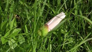 Field Bindweed Convolvulus arvensis [upl. by Laram883]