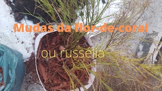 Russélia ou Flordecoral MUDAS E CUIDADOS [upl. by Buffo]