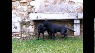 Labrador Retriever Fanworts Bill Robin und Roume vom Kastell Stegraifepach Muffin [upl. by Yul]