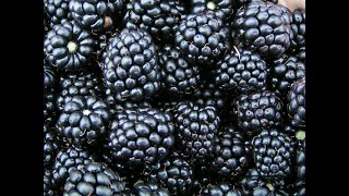 Blackberries 101  Nutrition and Health Benefits [upl. by Kotick]