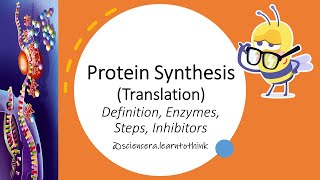 How Protein Synthesis Works A Detailed Look At The Process [upl. by Keldah]