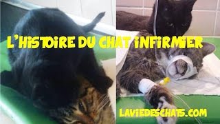 Les contes du chat infirmier et dun chat ange gardien [upl. by Levana]