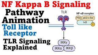 Nf kb pathway cell signaling pathway animation [upl. by Osicnarf]