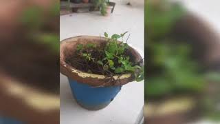 Plant Care Vlog  Mint Plant plant💐 [upl. by Dryden450]