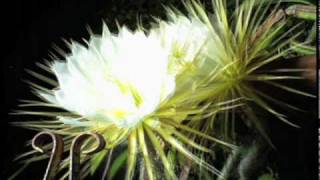 Nightblooming cereus cactus flower timelapse [upl. by Esiole]