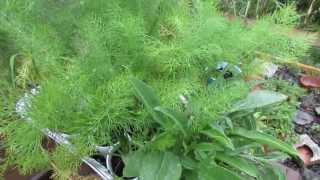 Fennel Attract the Entire Life Cycle of the Black Swallowtail Butterfly  The Rusted Garden 2013 [upl. by Ulyram219]