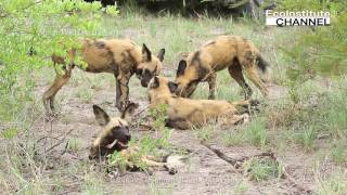 African Wild Dog Lycaon pictus 非洲野犬 [upl. by Alla759]