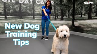 How to Train a New Puppy or Adult Dog Tips amp Tricks  PetSmart [upl. by Hunt]