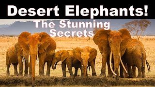 The Stunning Secrets of Desert Elephants So Interesting to Know Elephants Life So Surprising [upl. by Nida]