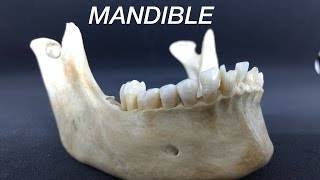 MANDIBLE  GENERAL FEATURES amp ATTACHMENTS [upl. by Hsemar844]