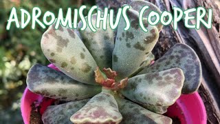 ADROMISCHUS COOPERI [upl. by Johathan]