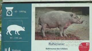 Sulawesi Babirusa at Zoo Antwerpen in Antwerpen [upl. by Adnol]