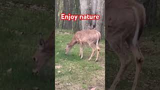 Think outside 80smusic nature outdoor wild [upl. by Ahrat]