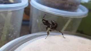 Ghost Praying Mantis Info [upl. by Aehc]