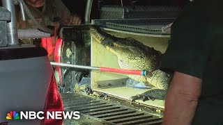 Florida woman survives alligator attack [upl. by Tawney825]