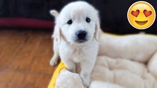 WE GOT A PUPPY Bailey the 7 Week Old Golden Retriever  First Video [upl. by Nnalyrehc]