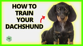 The Best Tips for Training Your Dachshund Puppy  How to Train Your Dachshund [upl. by Zevahc813]