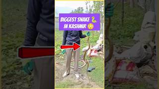 Biggest Snake in Kashmir 😳 Gangarhama Ganderbal kashmir  Viral Video today  kashmiri kalkharabs [upl. by Norag]