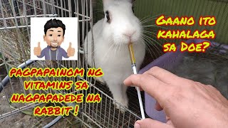 Pagpapainom ng LCVit sa nagpapadede na rabbit  Emergency kit for rabbit  oral vitamins for rabbit [upl. by Ashling]