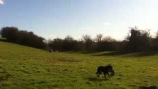 Coursing a rabbit Lacey the whippet [upl. by Suivatnod120]