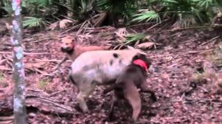 Hog Hunting Solo in Florida with Dogs [upl. by Norod]