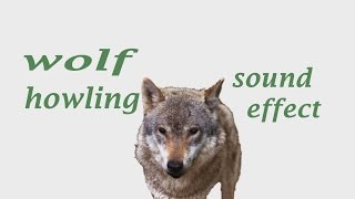 The Animal Sounds How Wolf Howling  Sound Effect  Animation [upl. by Hsak61]