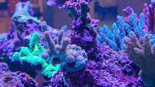 Acropora Polyp Extension [upl. by Libove]